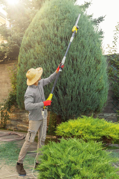 Seasonal Cleanup in Fairmont City, IL